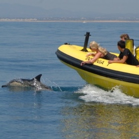Dolphin Boat Tour